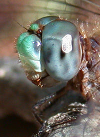 Blue-faced Meadowhawk